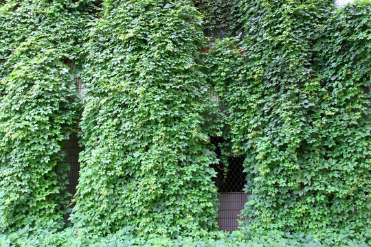 爬山虎 爬墙虎 植物 藤条