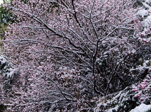 白雪中的腊梅