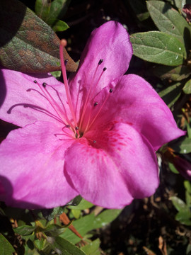 杜鹃花花蕊