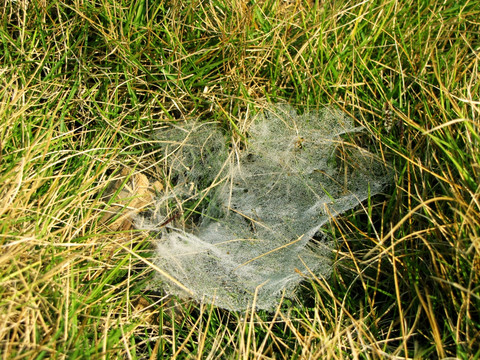 草地上粘满露珠的蜘蛛网