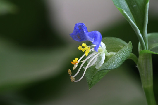 绿萝花 绿萝