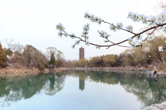 北大校园风光未名湖博雅塔桃花