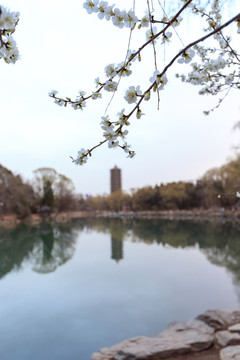 北京大学校园风光未名湖桃花