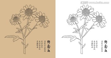 野菊花白描