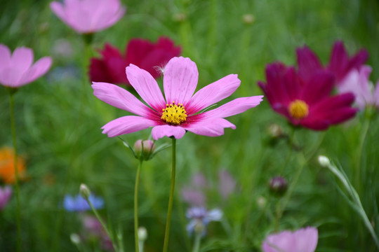 格桑花