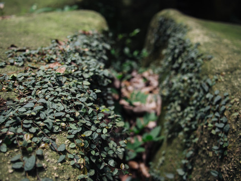 石头上的地衣 苔藓 蕨类植物