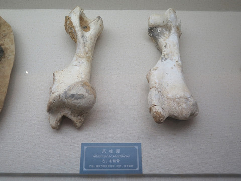 三峡博物馆爪哇犀左右肱骨