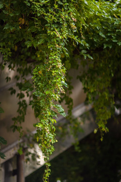 绿色藤蔓植物