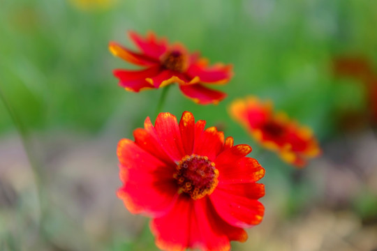 雪菊