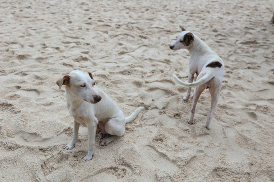 沙滩上的两只狗