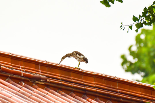 屋顶上的池鹭