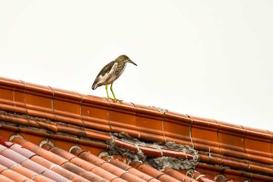 屋顶上的池鹭