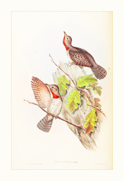 花鳥(niǎo)水彩畫(huà)裝飾畫(huà)