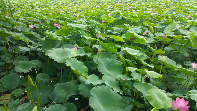 荷花池