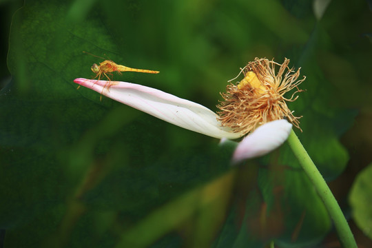 蜻蜓 荷花