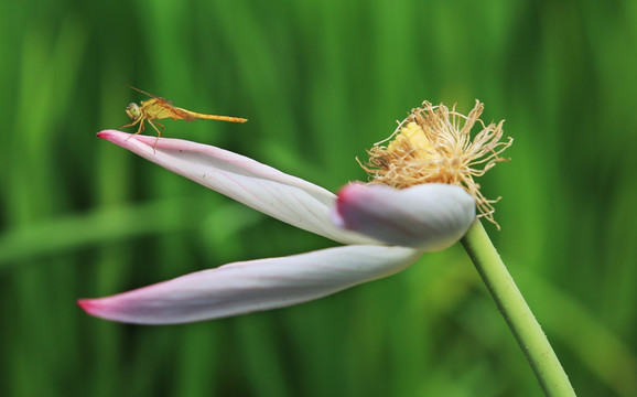 蜻蜓 荷花