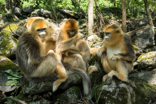 川金丝猴 猴群 摘虱子