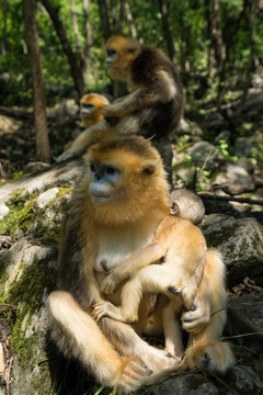 川金丝猴 猴群 摘虱子 母与子