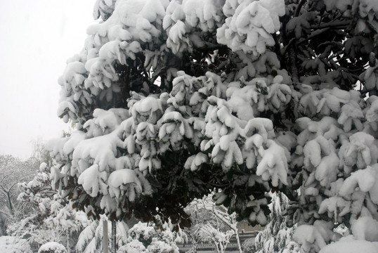 雪压树枝