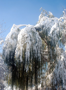 雪压柳枝