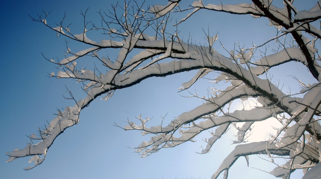 雪亚树枝