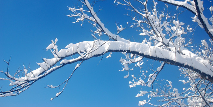 雪压树枝