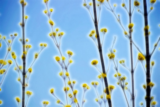 抽象樹(shù)枝