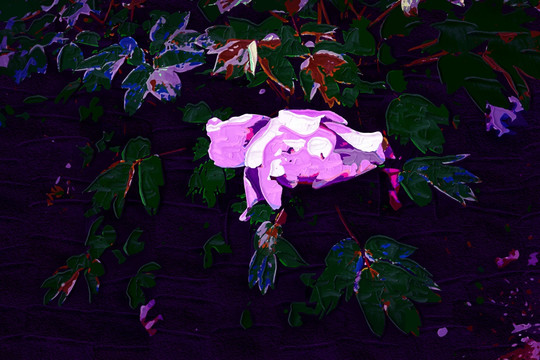 牡丹花油畫