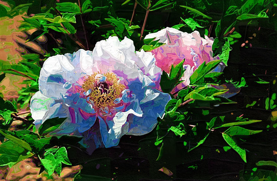 牡丹花油畫