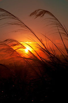 草影向夕阳