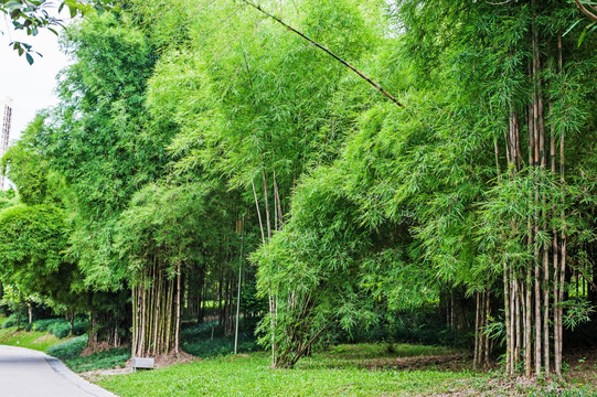 竹子 竹叢 叢生竹 竹林 修竹