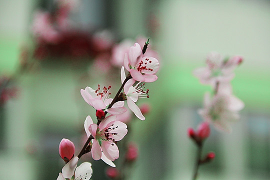 春天 桃花开