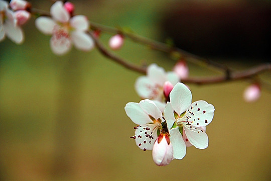 春天 桃花开