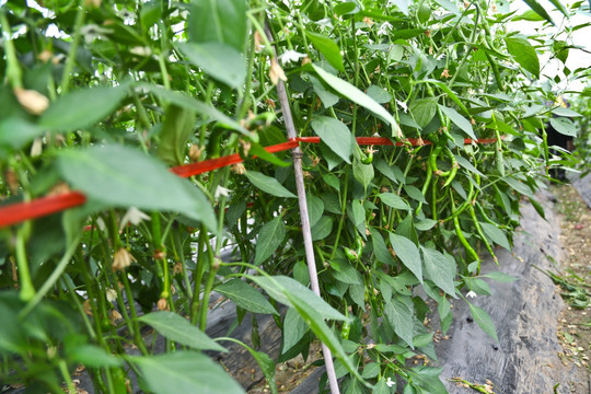 尖椒秧苗