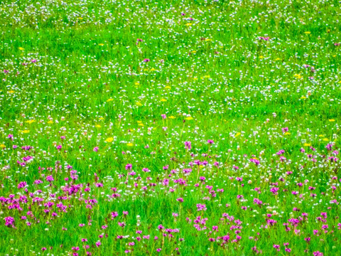 草原野花