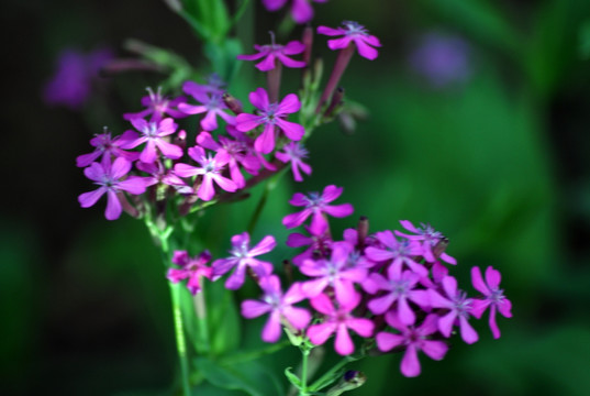 紫色的小花朵
