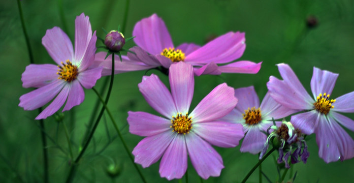 格桑花