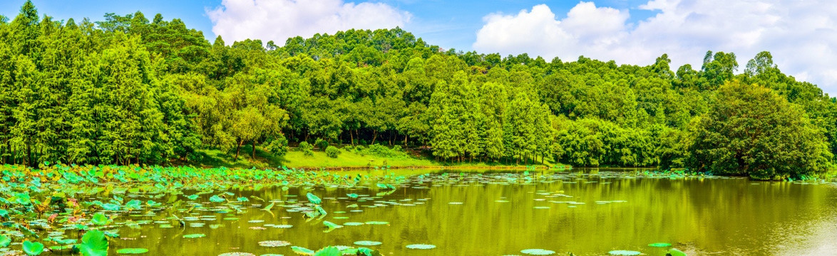 宽幅高清阳光树林