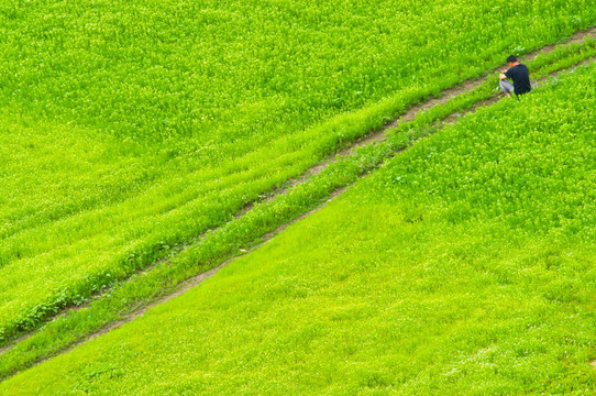 草地 田间 背景