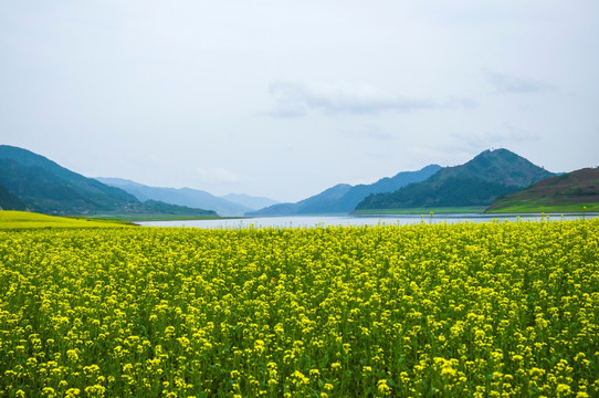 绿江村 山水 油菜花