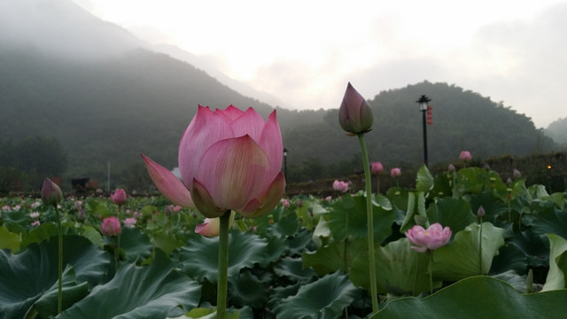 龙门古镇 荷塘