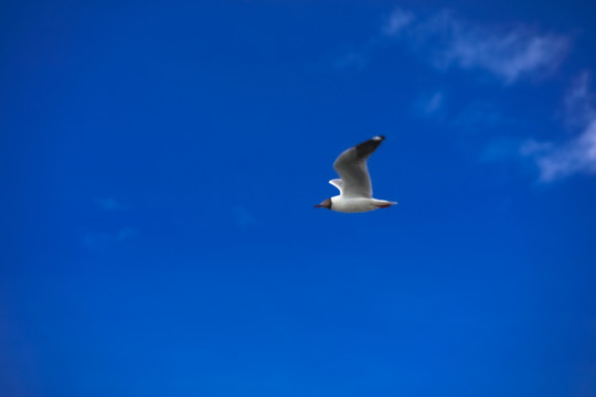 天空中飞翔的海鸥