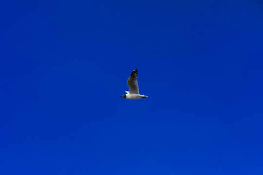 天空中飞翔的海鸥