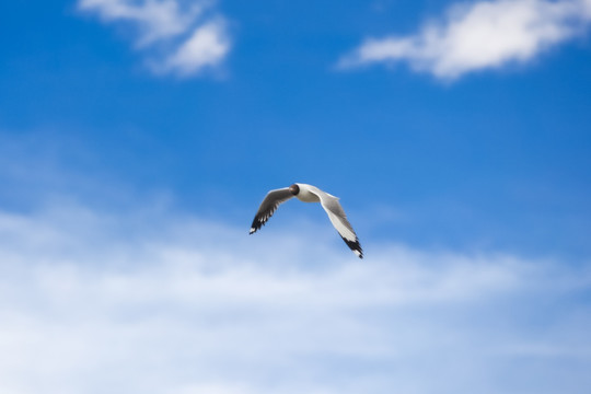 天空中飞翔的海鸥