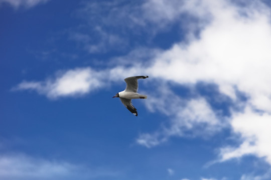 天空中飞翔的海鸥