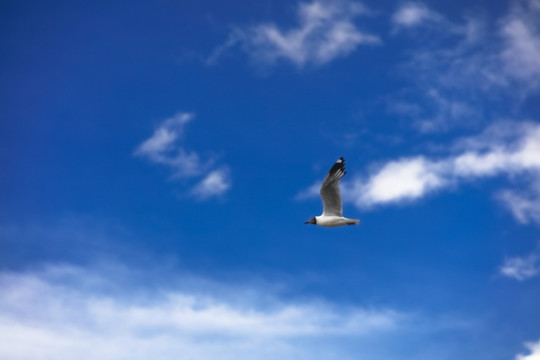 天空中飞翔的海鸥