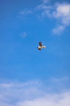 蓝天上飞翔的海鸥