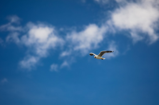 蓝天上飞翔的海鸥
