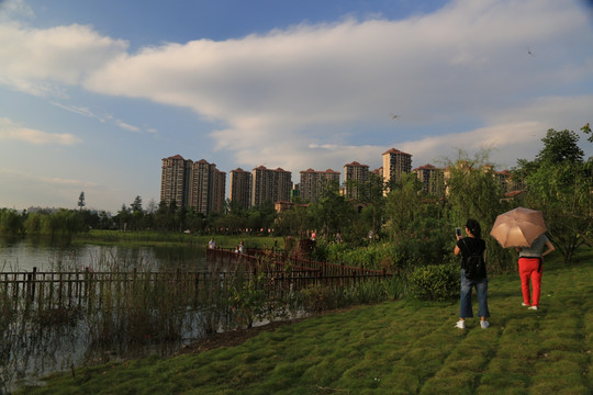 湿地 城市风光