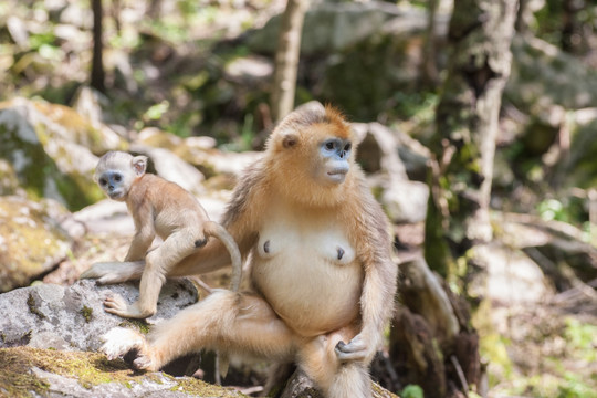 川金丝猴 母与子 小猴 母猴